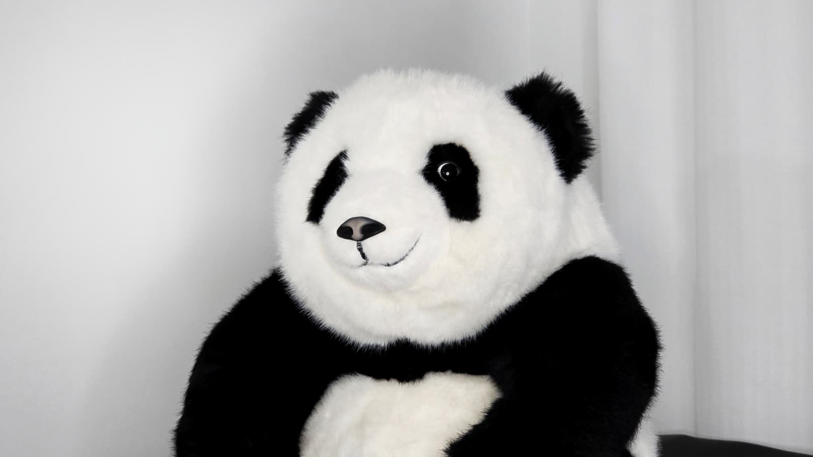 Kodi panda prijazen pogled